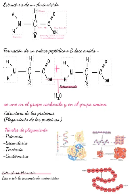 Domina el Metabolismo Proteico: Guía Estratégica