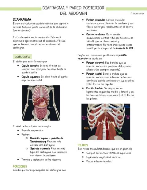 Resumen Anatomía Diafragma y pared posterior del abdomen (basado en libro Moore)