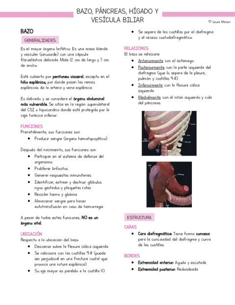 Resumen Anatomía Bazo, páncreas, hígado y vesícula biliar (basado en Moore)