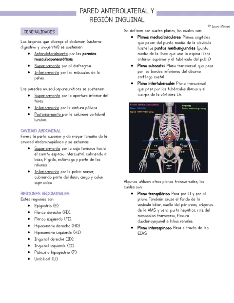 Resumen Anatomía Pared anterolateral del abdomen (basado en libro Moore)