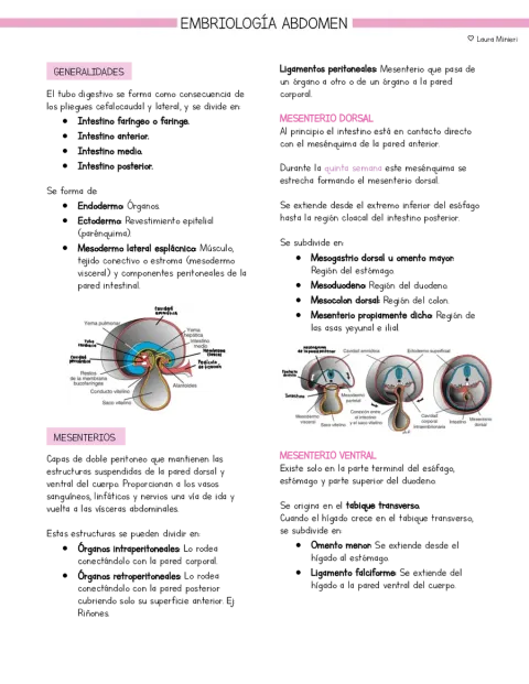 Resumen Embriología Abdomen