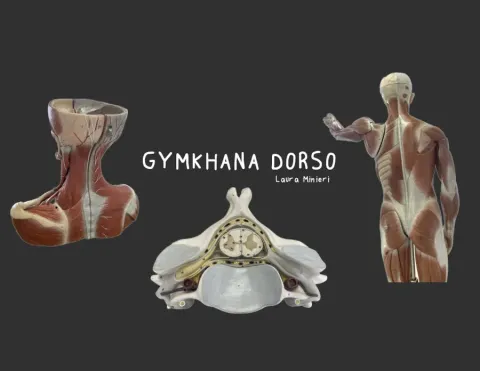 Rotulaciones Anatomía Dorso (para Gymkhana)
