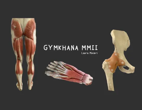 Rotulaciones Anatomía Miembros inferiores (para Gymkhana)