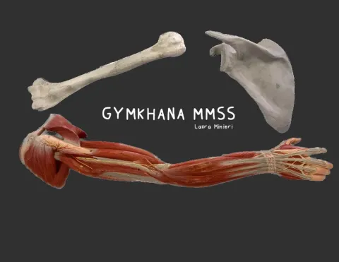 Rotulaciones Anatomía Miembros superiores (para Gymkhana)