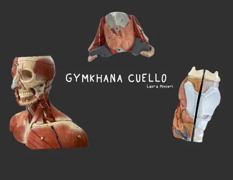 Rotulaciones Anatomía Cuello (para Gymkhana)