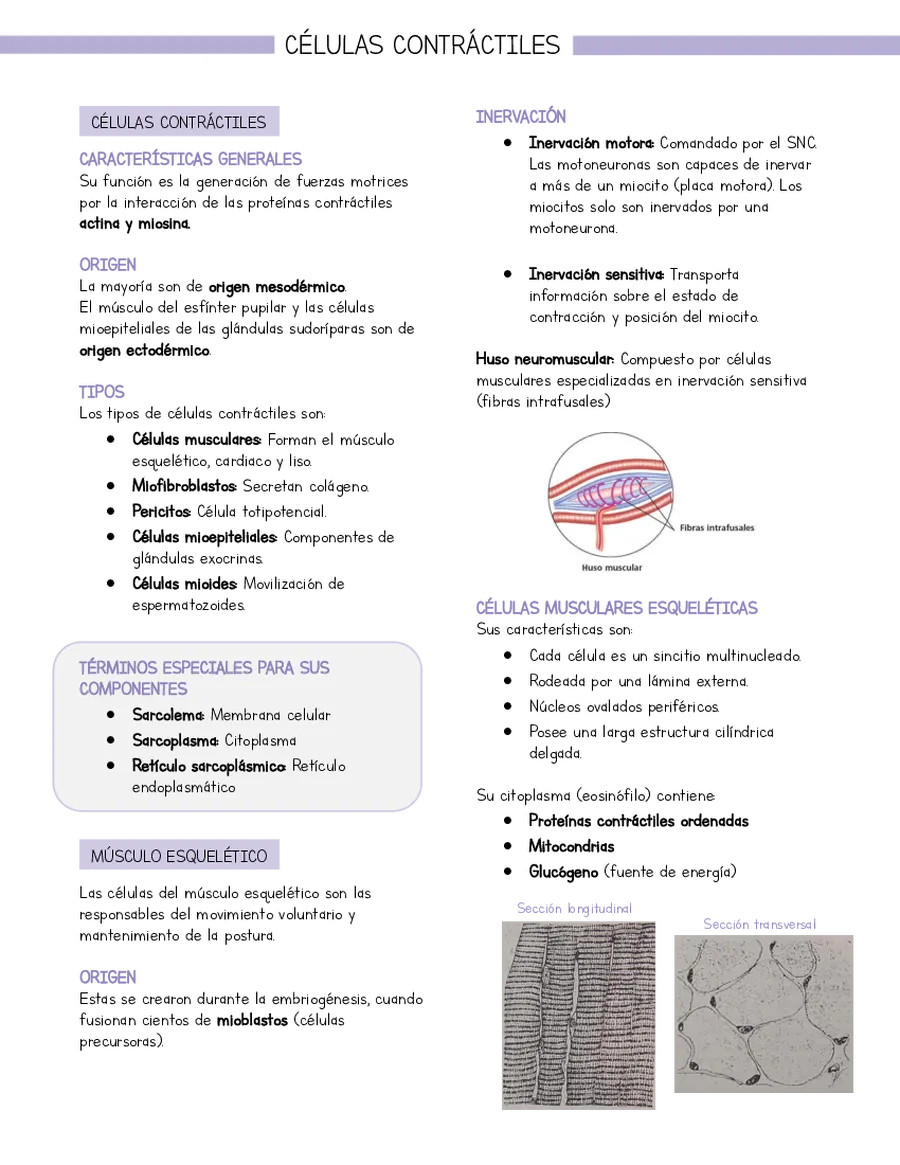 Resumen Histología Células contráctiles