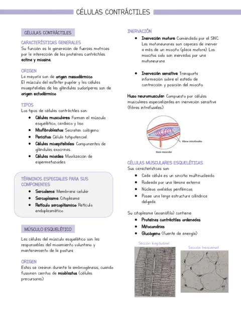 Resumen Histología Células contráctiles