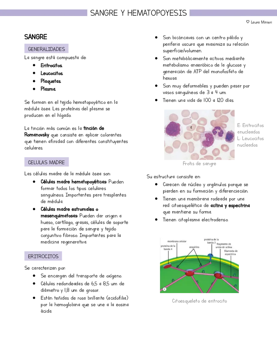 Resumen Histología Sangre y Hematopoyesis (basado en libro Stevens y Lowe)