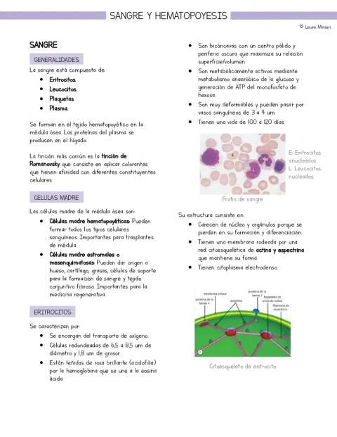 Resumen Histología Sangre y Hematopoyesis (basado en libro Stevens y Lowe)