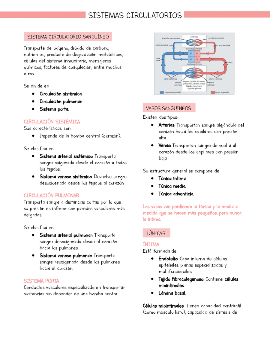Resumen Histología Sistema circulatorio (basado en libro Stevens y Lowe)