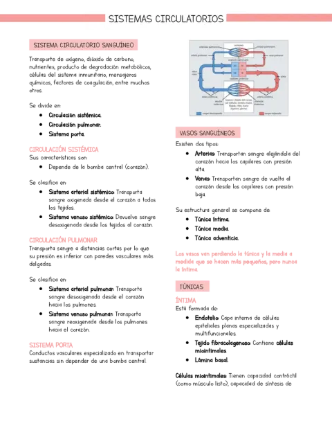 Resumen Histología Sistema circulatorio (basado en libro Stevens y Lowe)