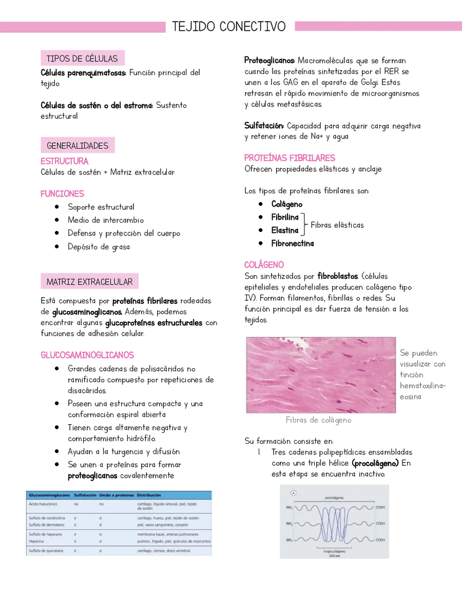 Resumen Histología Tejido conectivo (basado en libro Stevens y Lowe)