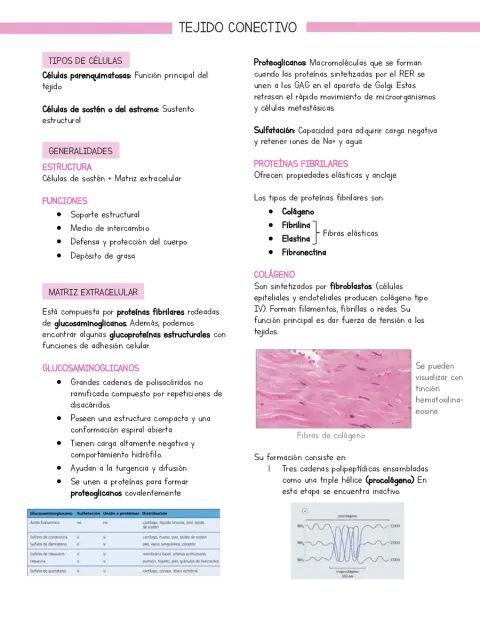 Resumen Histología Tejido conectivo (basado en libro Stevens y Lowe)