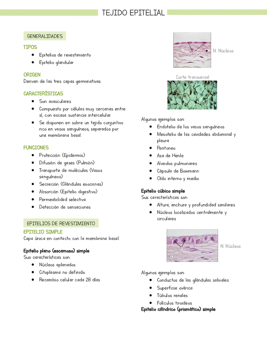 Resumen Histología Tejido epitelial (basado en libro Stevens y Lowe)