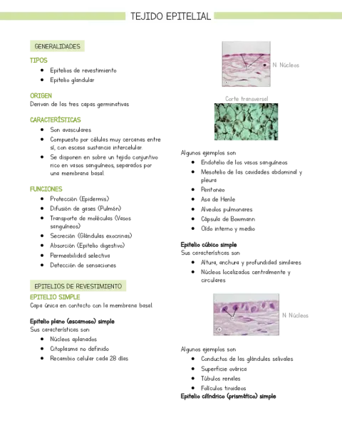 Resumen Histología Tejido epitelial (basado en libro Stevens y Lowe)