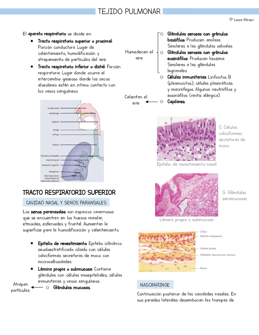 Resumen Histología Tejido pulmonar (basado en libro Stevens y Lowe)