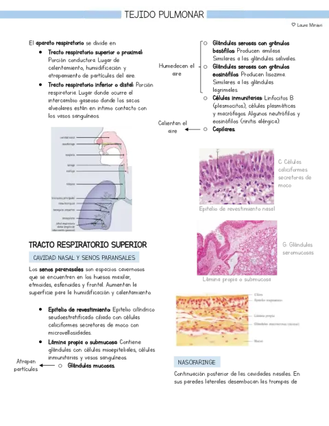 Resumen Histología Tejido pulmonar (basado en libro Stevens y Lowe)
