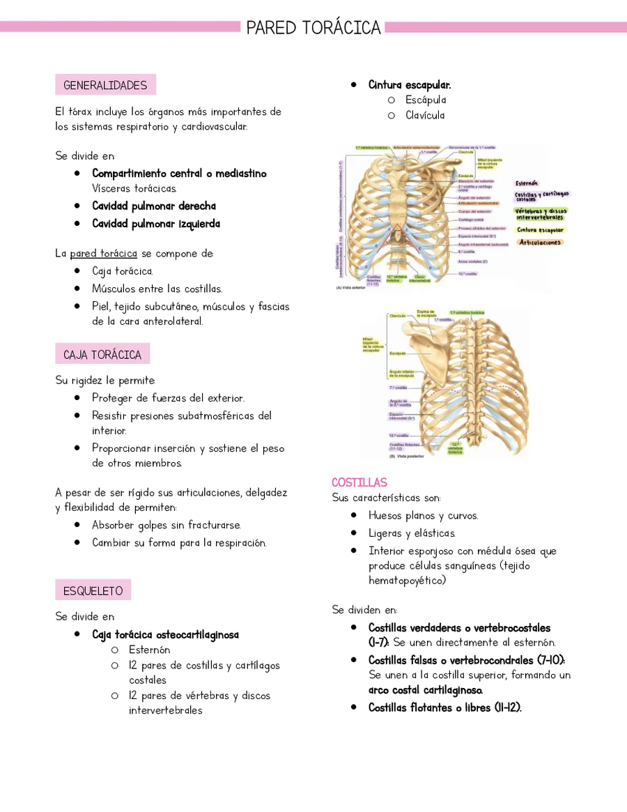 Resumen Anatomía Tórax Pared torácica (basado en libro Moore)