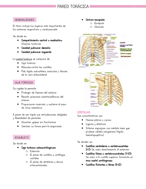 Resumen Anatomía Tórax Pared torácica (basado en libro Moore)