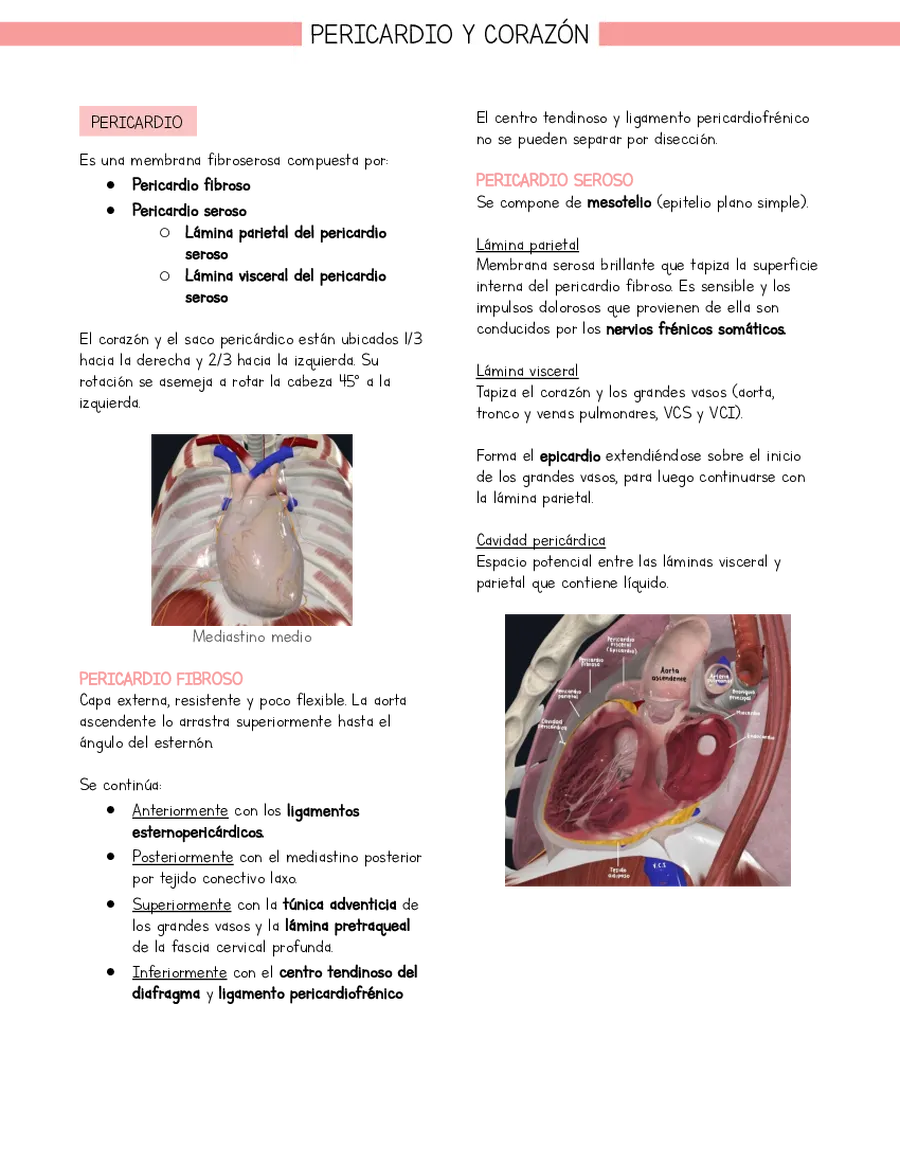 Resumen Anatomía Tórax Pericardio y corazón (basado en libro Moore)
