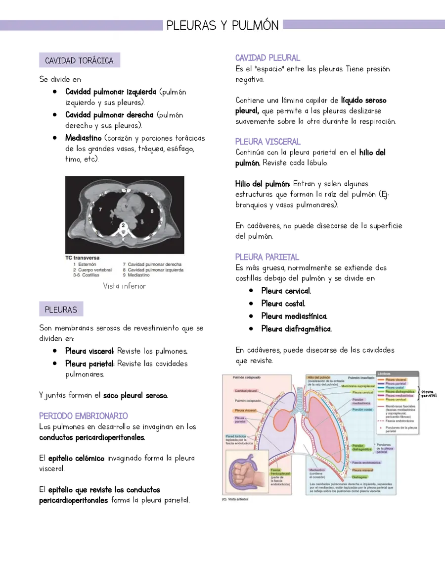 Resumen Anatomía Tórax Pleuras y pulmón (basado en libro Moore)
