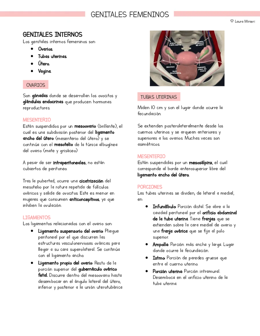 Resumen Anatomía Pelvis Genitales femeninos (basado en libro Moore)