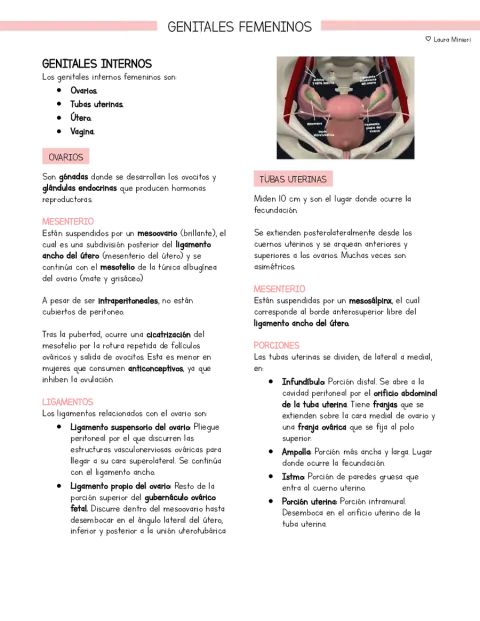 Resumen Anatomía Pelvis Genitales femeninos (basado en libro Moore)
