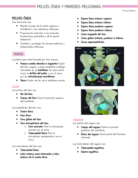 Resumen Anatomía Pelvis ósea, articulaciones y paredes (basado en libro Moore)