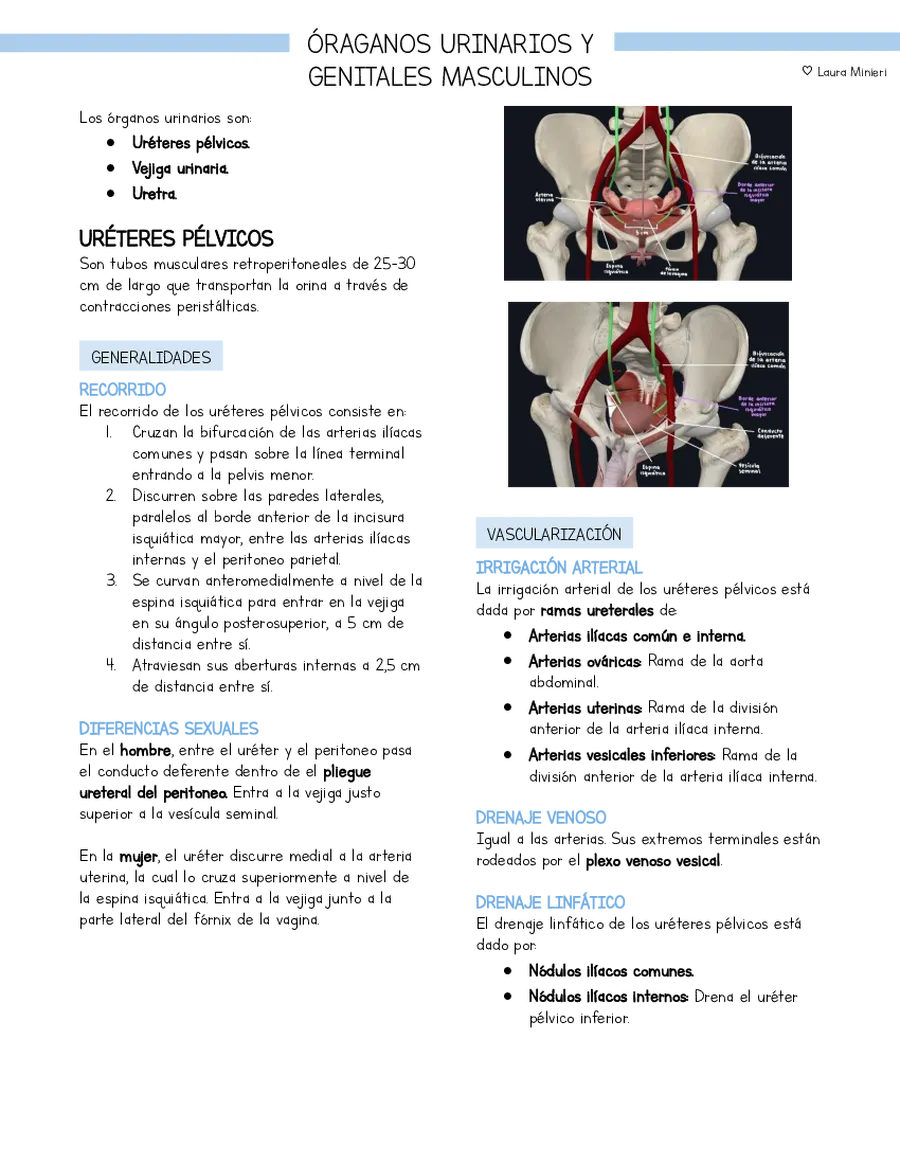 Resumen Anatomía Pelvis Vejiga y genitales masculinos (basado en libro Moore)