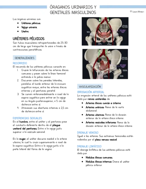Resumen Anatomía Pelvis Vejiga y genitales masculinos (basado en libro Moore)