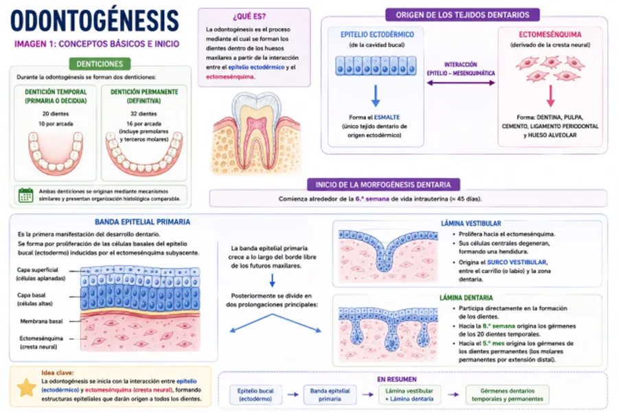 Odontogénesis: Formación y Desarrollo Dentario