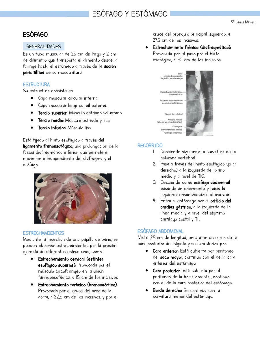 Página 1 de la vista previa de Resumen Anatomía Esófago y estómago (basado en libro Moore)