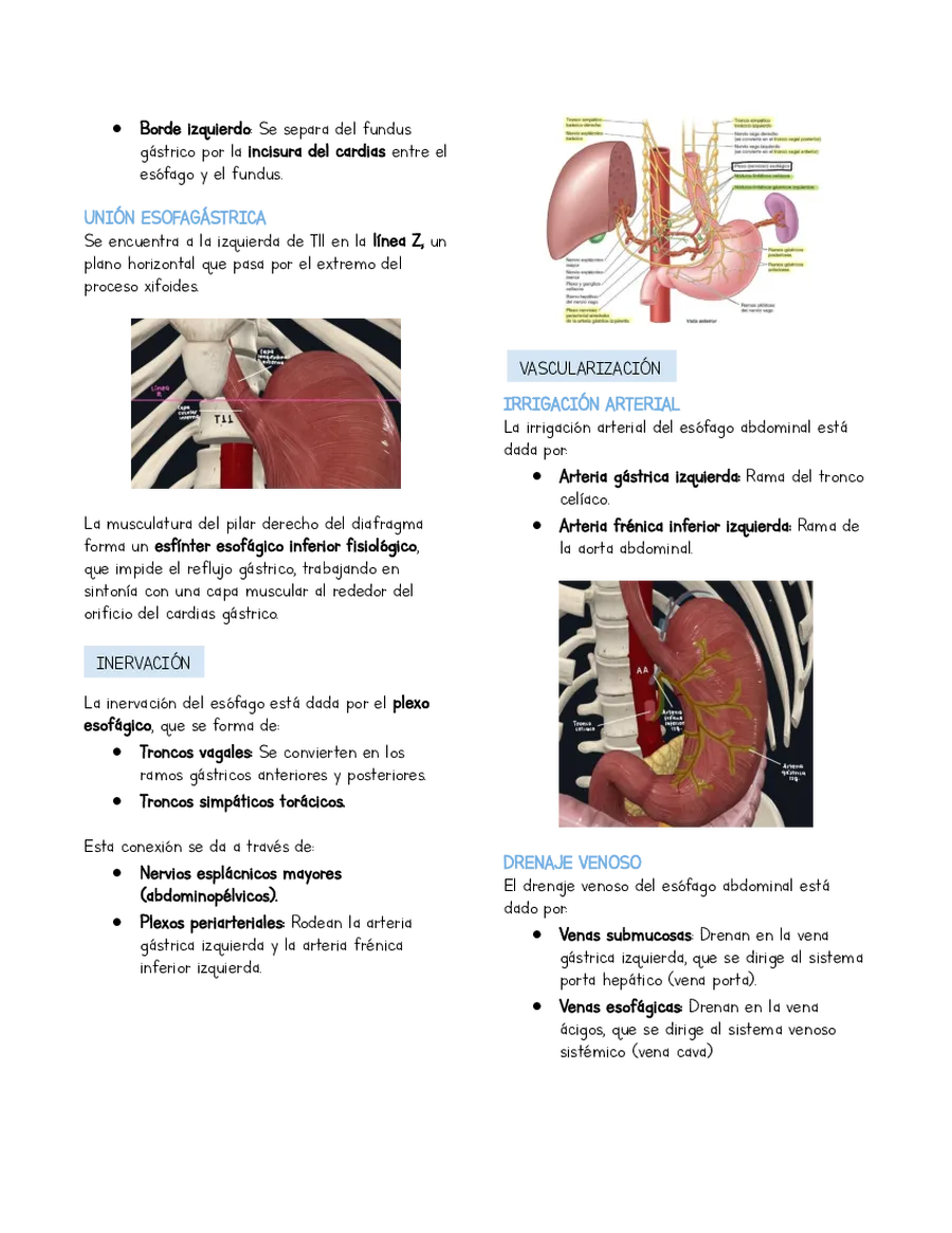 Página 2 de la vista previa de Resumen Anatomía Esófago y estómago (basado en libro Moore)