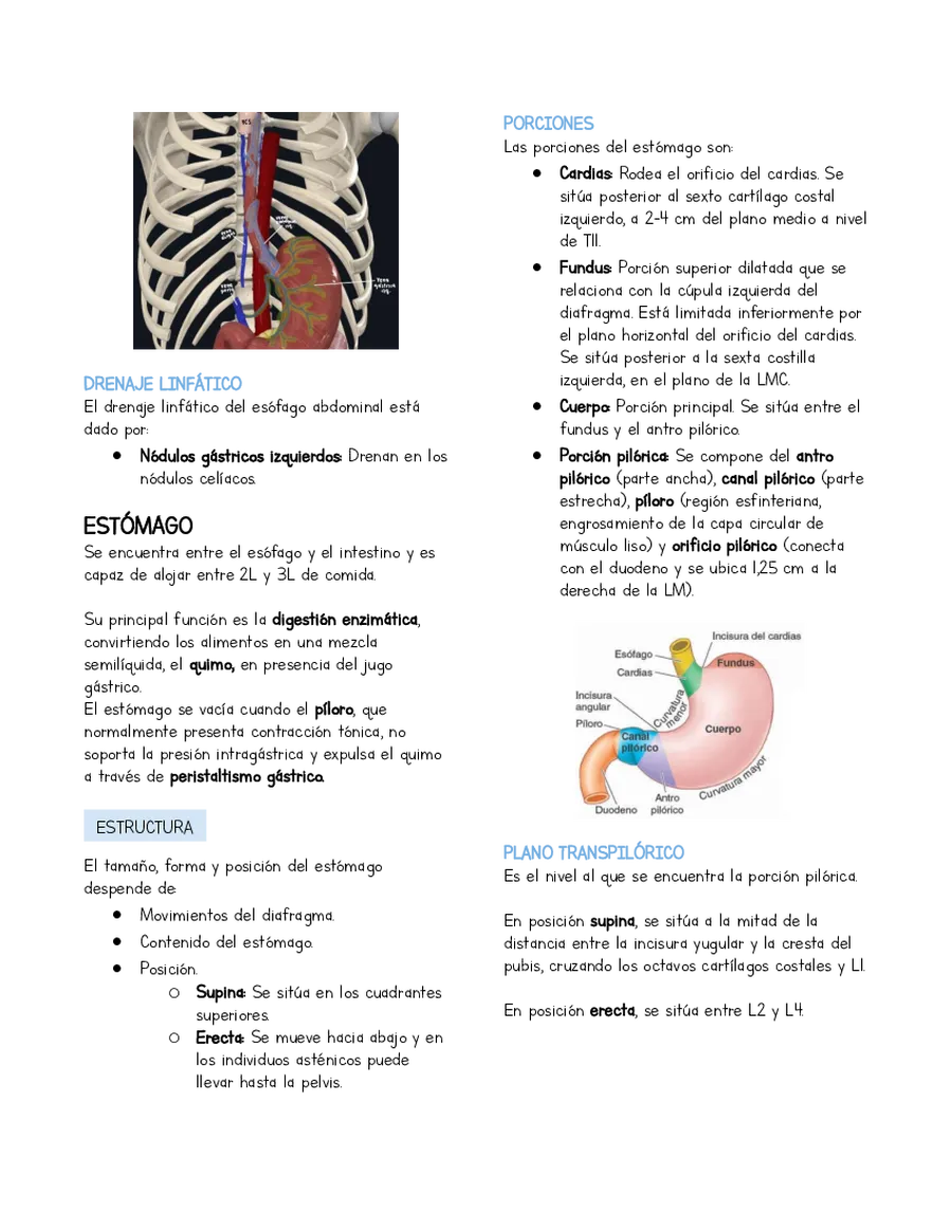 Página 3 de la vista previa de Resumen Anatomía Esófago y estómago (basado en libro Moore)