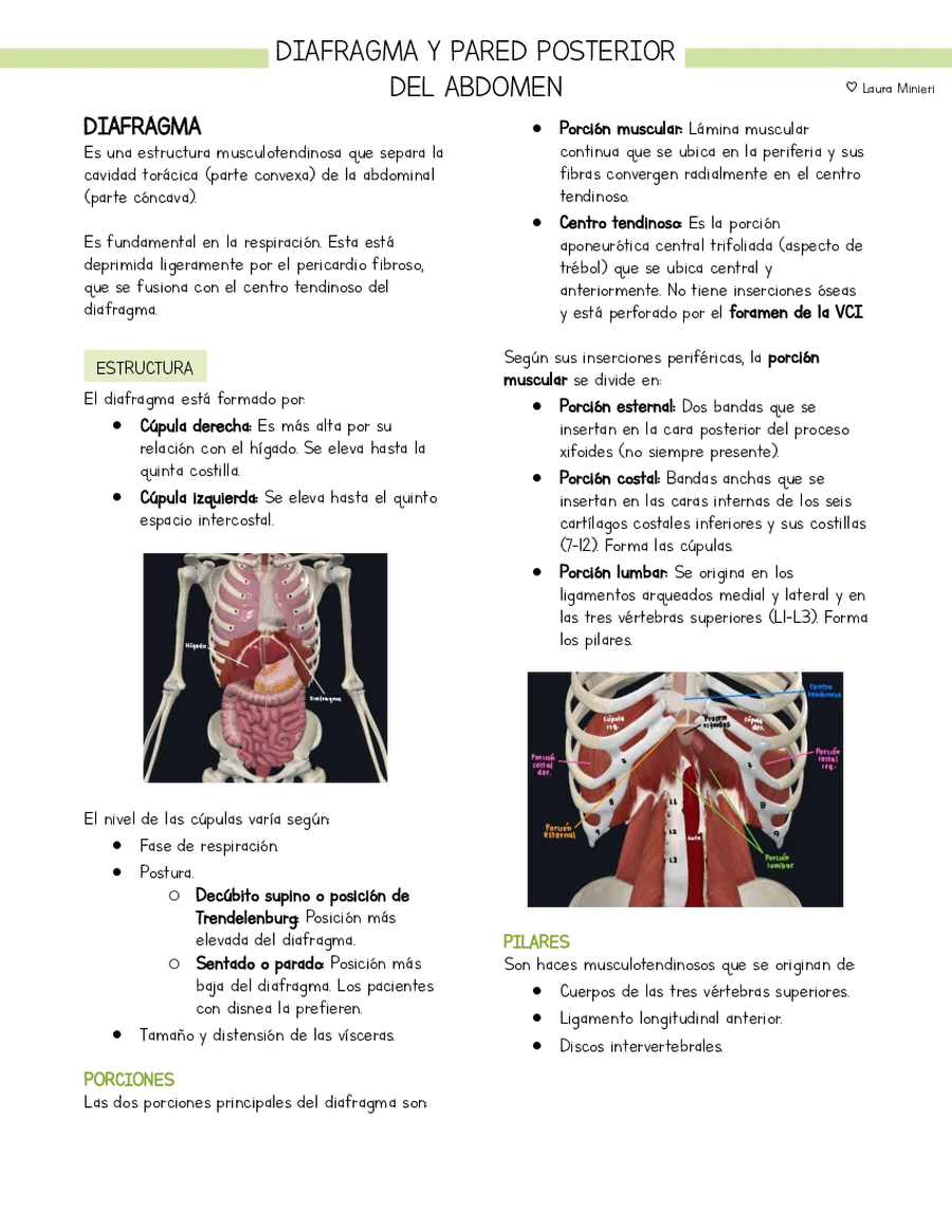 Página 1 de la vista previa de Resumen Anatomía Diafragma y pared posterior del abdomen (basado en libro Moore)