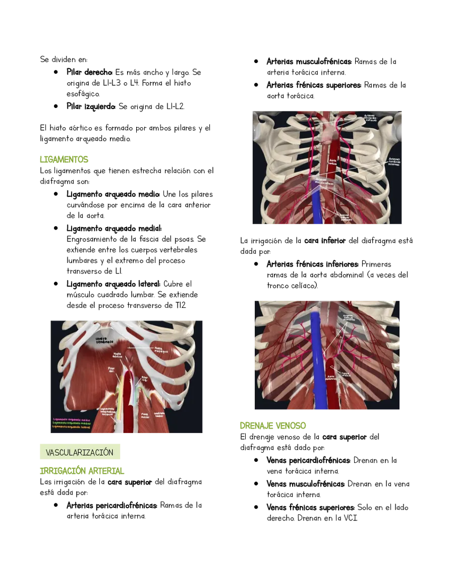 Página 2 de la vista previa de Resumen Anatomía Diafragma y pared posterior del abdomen (basado en libro Moore)