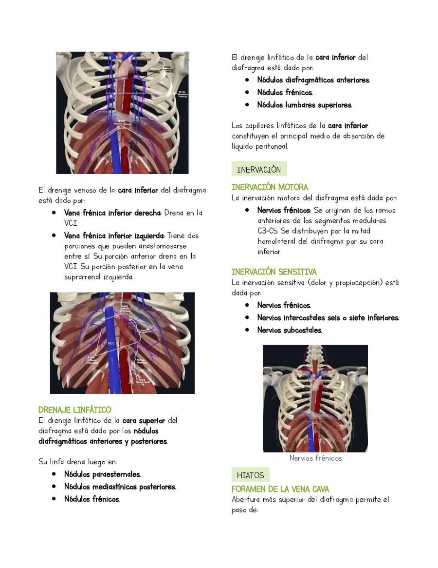 Página 3 de la vista previa de Resumen Anatomía Diafragma y pared posterior del abdomen (basado en libro Moore)